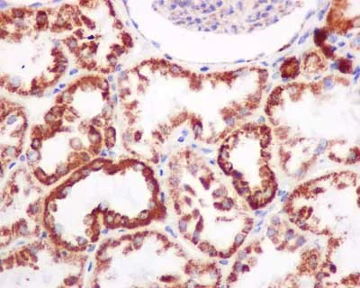 Immunohistochemistry (Formalin/PFA-fixed paraffin-embedded sections) - Anti-COX5A antibody [EPR14207(B)] - BSA and Azide free (AB250442)