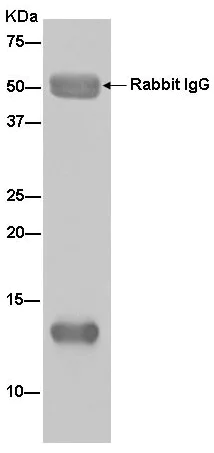 Immunoprecipitation - Anti-COX5A antibody [EPR14207(B)] - BSA and Azide free (AB250442)