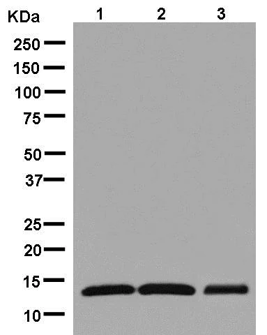 Western blot - Anti-COX5A antibody [EPR14207(B)] - BSA and Azide free (AB250442)