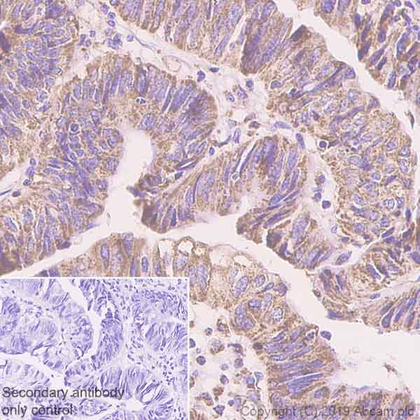 Immunohistochemistry (Formalin/PFA-fixed paraffin-embedded sections) - Anti-COX5A antibody [EPR14208(B)] (AB180129)