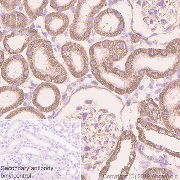 Immunohistochemistry (Formalin/PFA-fixed paraffin-embedded sections) - Anti-COX5A antibody [EPR14208(B)] - BSA and Azide free (AB250141)
