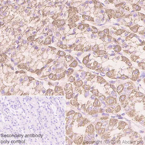 Immunohistochemistry (Formalin/PFA-fixed paraffin-embedded sections) - Anti-COX5A antibody [EPR14208(B)] - BSA and Azide free (AB250141)
