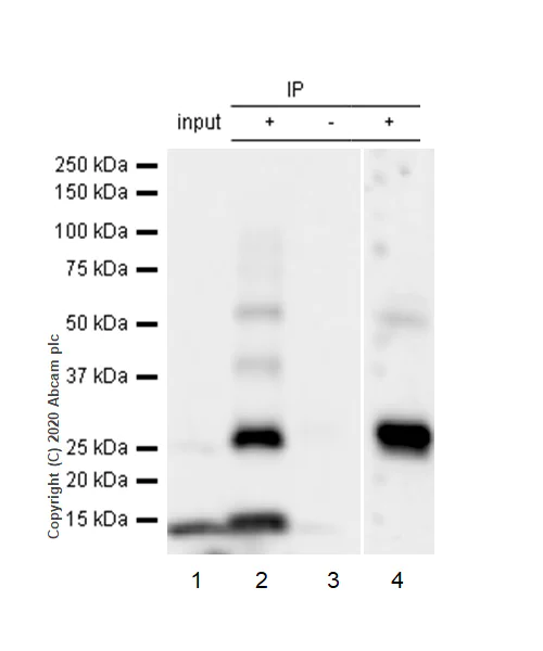 Immunoprecipitation - Anti-COX5A antibody [EPR14208(B)] - BSA and Azide free (AB250141)