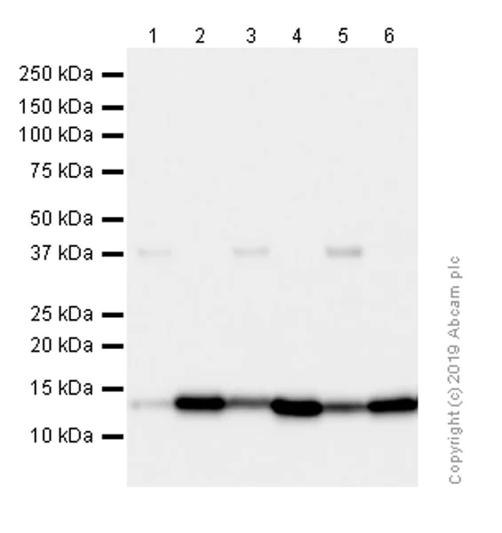 Western blot - Anti-COX5A antibody [EPR14208(B)] - BSA and Azide free (AB250141)