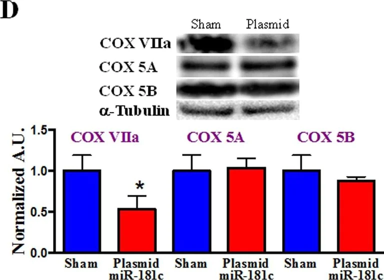 Western blot - Anti-COX5B antibody [16H12H9] (AB110263)
