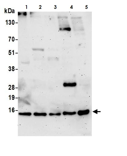 Western blot - Anti-COX5B antibody (AB264401)