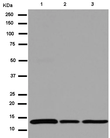 Western blot - Anti-COX5B antibody [EPR14439(B)] (AB180136)