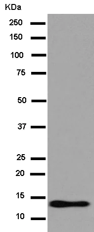 Western blot - Anti-COX5B antibody [EPR14439(B)] (AB180136)