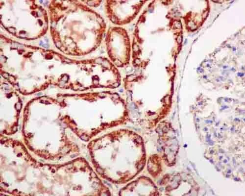 Immunohistochemistry (Formalin/PFA-fixed paraffin-embedded sections) - Anti-COX5B antibody [EPR14439(B)] - BSA and Azide free (AB238984)