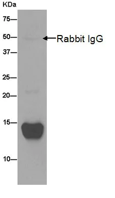 Immunoprecipitation - Anti-COX5B antibody [EPR14439(B)] - BSA and Azide free (AB238984)
