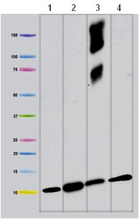 Western blot - Anti-COX6A1 antibody [14A3AD2BH4] (AB110265), expandable thumbnail