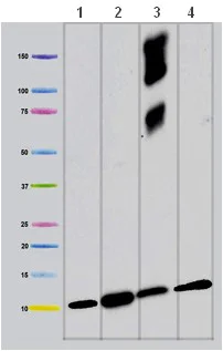 Western blot - Anti-COX6A1 antibody [14A3AD2BH4] (AB110265)