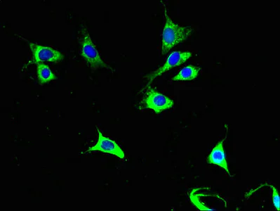 Immunocytochemistry/ Immunofluorescence - Anti-COX6A1 antibody (AB236889)