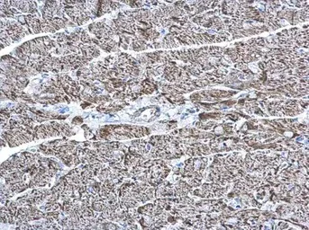 Immunohistochemistry (Formalin/PFA-fixed paraffin-embedded sections) - Anti-COX6A2 antibody (AB96096)