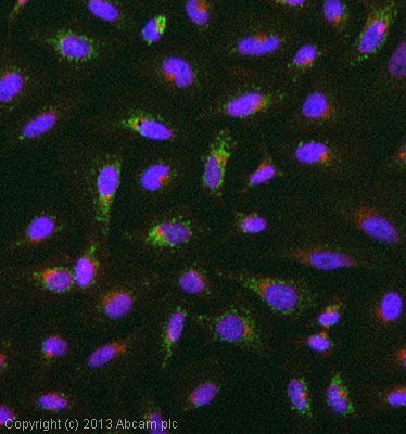 Immunocytochemistry/ Immunofluorescence - Anti-COX6B1 antibody [3F9D3D11AF6] (AB110266), expandable thumbnail