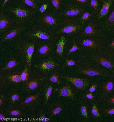 Immunocytochemistry/ Immunofluorescence - Anti-COX6B1 antibody [3F9D3D11AF6] (AB110266)