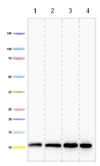 Western blot - Anti-COX6B1 antibody [3F9D3D11AF6] (AB110266)