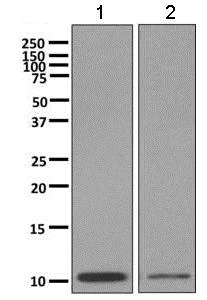 Western blot - Anti-COX6B1 antibody [EPR7646] - BSA and Azide free (AB248812)