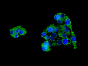 Immunocytochemistry/ Immunofluorescence - Anti-COX6B1 antibody [EPR7647] (AB131277)