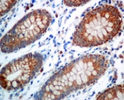 Immunohistochemistry (Formalin/PFA-fixed paraffin-embedded sections) - Anti-COX6B1 antibody [EPR7647] (AB131277)
