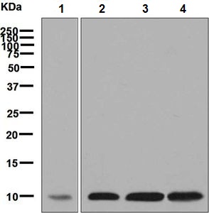 Western blot - Anti-COX6B1 antibody [EPR7647] (AB131277)