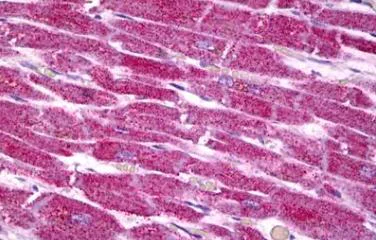 Immunohistochemistry (Formalin/PFA-fixed paraffin-embedded sections) - Anti-COX7A2 antibody (AB131143)