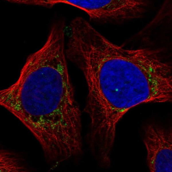 Immunocytochemistry/ Immunofluorescence - Anti-COX7A2L antibody (AB222129)