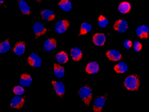 Immunocytochemistry/ Immunofluorescence - Anti-COX7B antibody [EPR9326(B)] (AB140629), expandable thumbnail