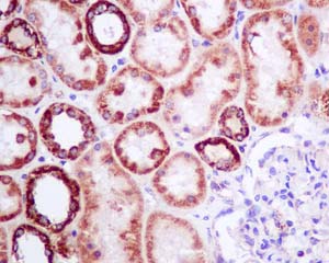 Immunohistochemistry (Formalin/PFA-fixed paraffin-embedded sections) - Anti-COX7B antibody [EPR9326(B)] (AB140629), expandable thumbnail