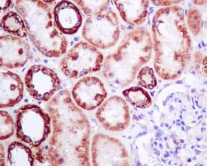 Immunohistochemistry (Formalin/PFA-fixed paraffin-embedded sections) - Anti-COX7B antibody [EPR9326(B)] (AB140629)
