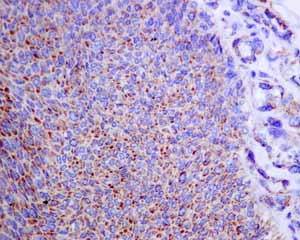 Immunohistochemistry (Formalin/PFA-fixed paraffin-embedded sections) - Anti-COX7B antibody [EPR9326(B)] (AB140629), expandable thumbnail