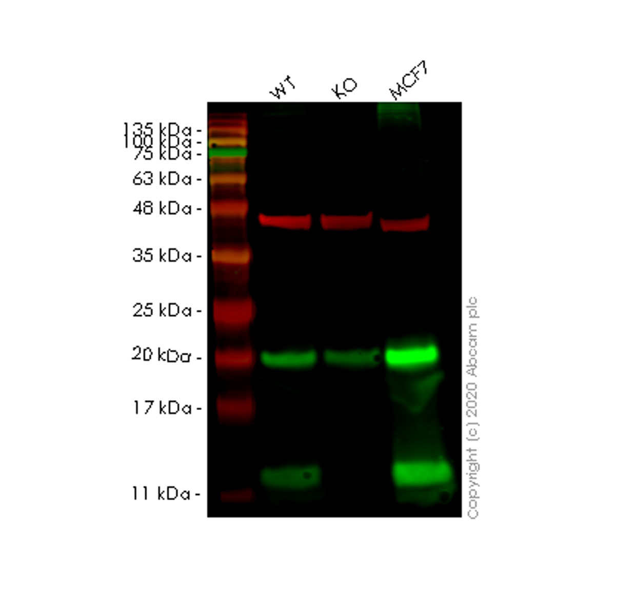 Western blot - Anti-COX7B antibody [EPR9326(B)] (AB140629), expandable thumbnail