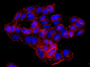 Immunocytochemistry/ Immunofluorescence - Anti-COX7B antibody [EPR9327(B)] (AB137094)