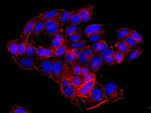 Immunocytochemistry/ Immunofluorescence - Anti-COX7B antibody [EPR9327(B)] (AB137094)