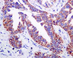 Immunohistochemistry (Formalin/PFA-fixed paraffin-embedded sections) - Anti-COX7B antibody [EPR9327(B)] (AB137094)