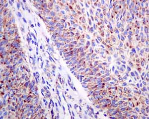 Immunohistochemistry (Formalin/PFA-fixed paraffin-embedded sections) - Anti-COX7B antibody [EPR9327(B)] (AB137094)