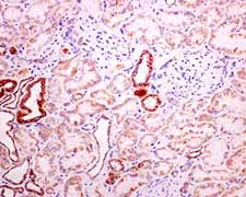 Immunohistochemistry (Formalin/PFA-fixed paraffin-embedded sections) - Anti-COX7B antibody [EPR9327(B)] (AB137094)