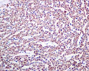 Immunohistochemistry (Formalin/PFA-fixed paraffin-embedded sections) - Anti-COX7B antibody [EPR9327(B)] (AB137094)