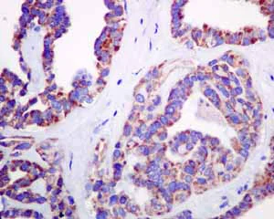 Immunohistochemistry (Formalin/PFA-fixed paraffin-embedded sections) - Anti-COX7B antibody [EPR9327(B)] (AB137094)