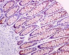 Immunohistochemistry (Formalin/PFA-fixed paraffin-embedded sections) - Anti-COX7B antibody [EPR9327(B)] (AB137094)