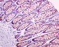Immunohistochemistry (Formalin/PFA-fixed paraffin-embedded sections) - Anti-COX7B antibody [EPR9327(B)] (AB137094)