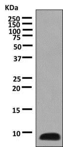 Western blot - Anti-COX7B antibody [EPR9327(B)] (AB137094)