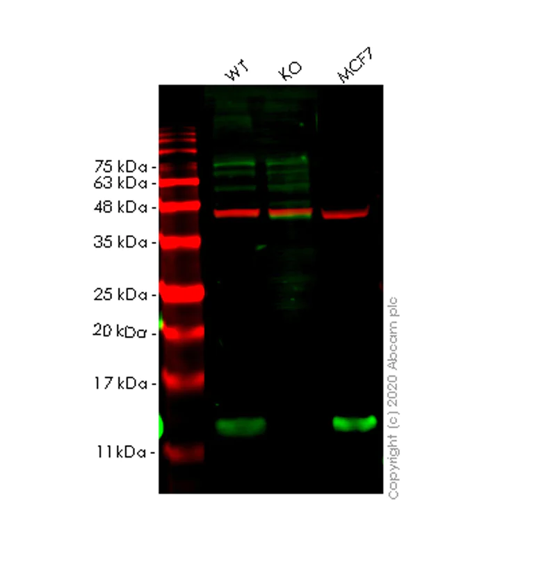 Western blot - Anti-COX7B antibody [EPR9327(B)] - BSA and Azide free (AB248815)