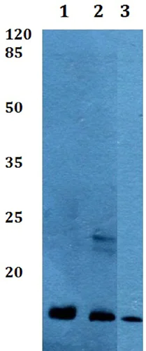 Western blot - Anti-COX8A antibody (AB191915)