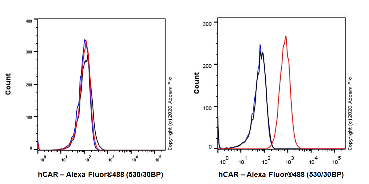 Flow Cytometry - Anti-Coxsackie Adenovirus Receptor/hCAR antibody [EPR23305-44] (AB272711)