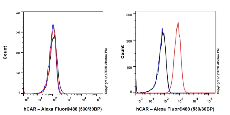 Flow Cytometry - Anti-Coxsackie Adenovirus Receptor/hCAR antibody [EPR23305-44] - BSA and Azide free (AB272939)