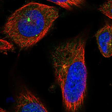 Immunocytochemistry/ Immunofluorescence - Anti-CP110 antibody (AB243696)