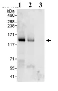 Immunoprecipitation - Anti-CP110 antibody (AB99338)