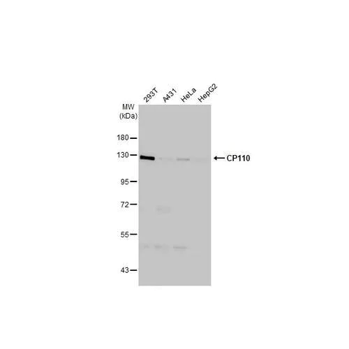 Western blot - Anti-CP110 antibody [HL2312] (AB317196)