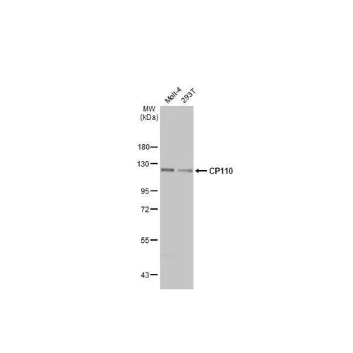 Western blot - Anti-CP110 antibody [HL2312] (AB317196)